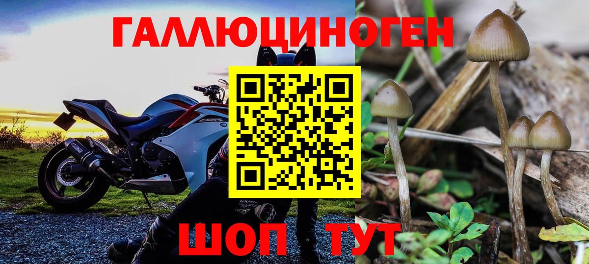 Галлюциногенные грибы Psilocybine cubensis Сегежа