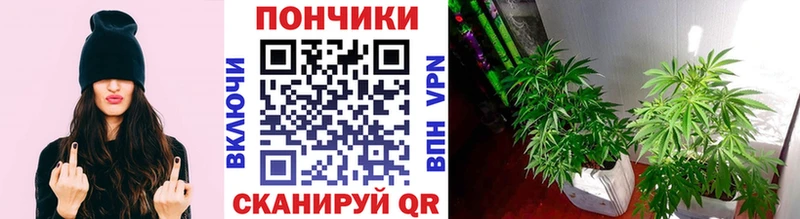 OMG tor  Сегежа  Шишки марихуана сатива 